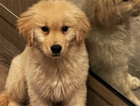 主人须知：金毛幼犬几天睁眼睛？