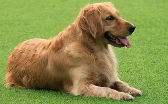 金毛幼犬总是挠痒痒？这是什么原因呢？