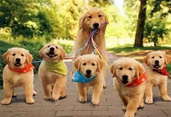 金毛幼犬一天喂几顿一顿喂多少？答案在这里！