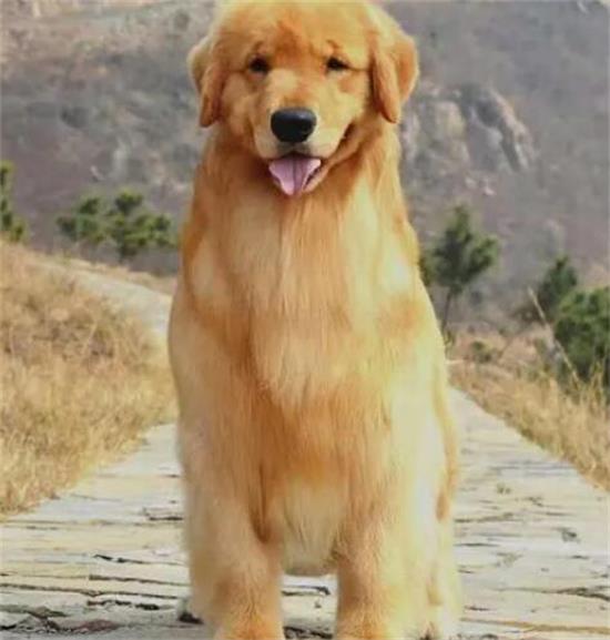 金毛几个月吃成犬粮？别忽视这点！