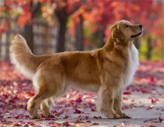 金毛幼犬可以吃梨吗，一文告诉你！