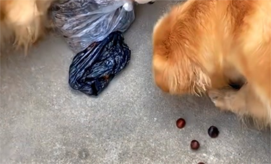 金毛能吃煮熟的板栗吗？具体看这里！