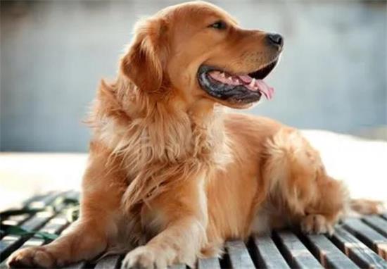 金毛几个月吃成犬粮？别忽视这点！
