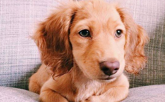 金毛属于什么犬？看看你是否知道