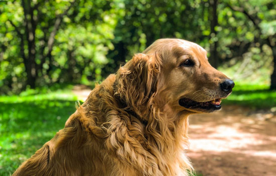 金毛犬适合家养吗?有购买想法的可以来了解下