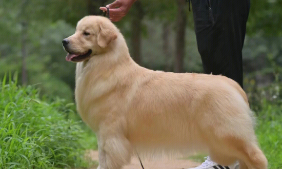 黄金猎犬和金毛的区别在这里