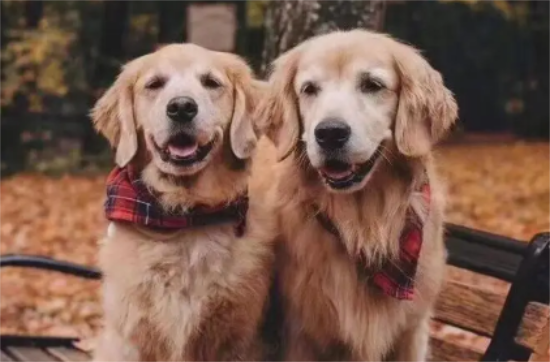 金毛犬是否应该吃美毛？看完这篇文章，你们就知道了