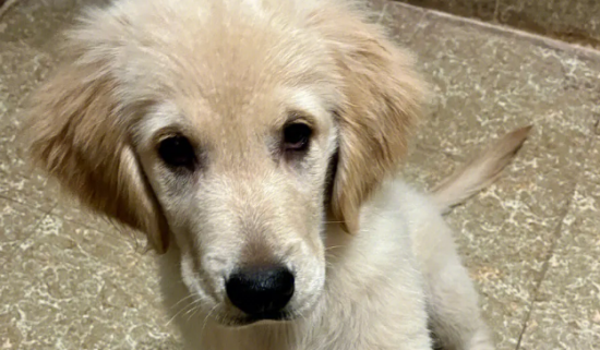 怎么看金毛犬的品相？各位铲屎官快来瞧瞧。