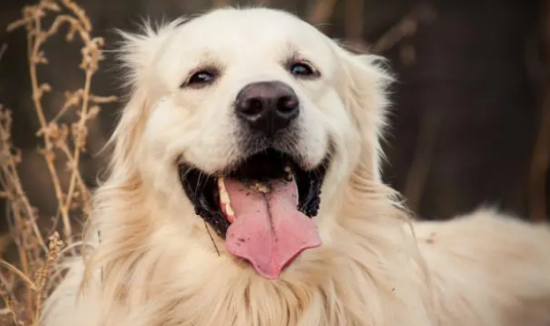 金毛犬为什么如此受欢迎