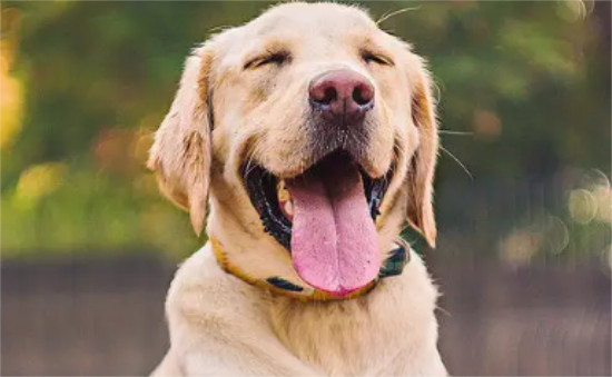 如何辨别金毛幼犬是否纯正？快来get一下！