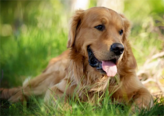 如何辨别金毛幼犬是否纯正？快来get一下！