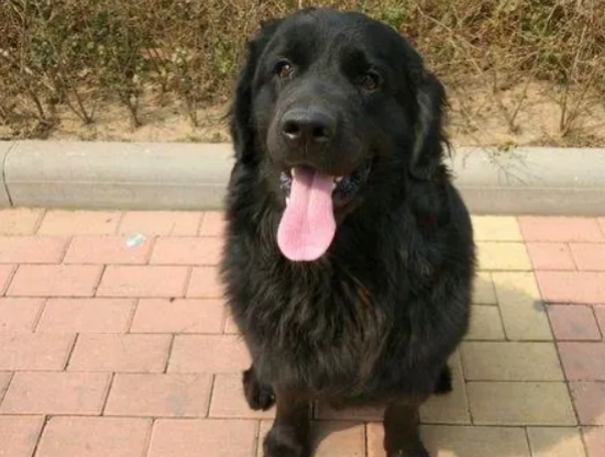 金毛生出了黑色的狗狗？咋回事？