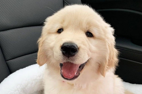 今日带你了解，金毛幼犬价格一般多少？