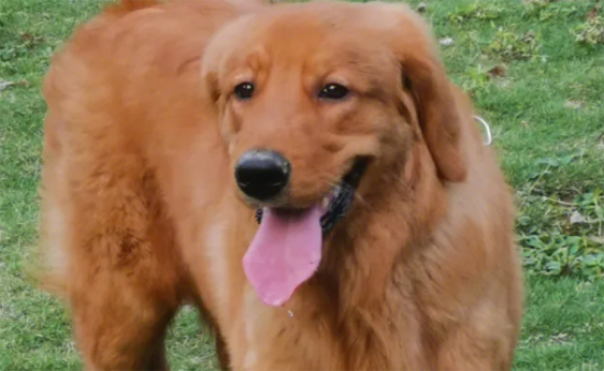 怎么看金毛犬的品相？各位铲屎官快来瞧瞧。