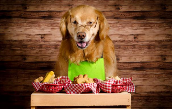 金毛犬的喂养注意事项已整理，铲屎官们快get啦！