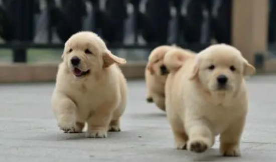 金毛幼犬价格有500元的吗？想养的人来get下吧