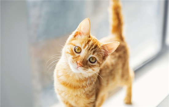 猫咪脓皮症治疗
