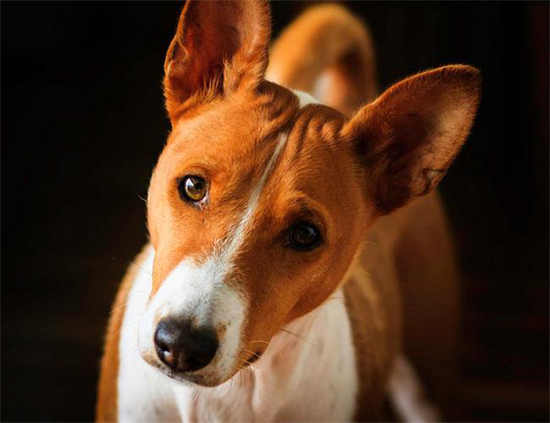 宝路幼犬狗粮多少钱一包