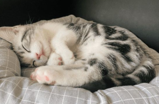 猫口吐白沫但活蹦乱跳的原因 是中毒了吗？