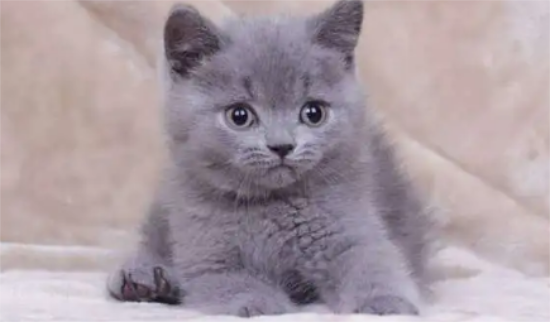 猫咪子宫蓄脓传染吗