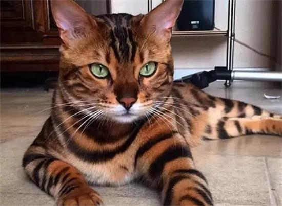 猫咪得了肝肾衰如何治疗 