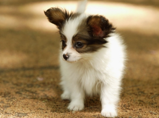 蝴蝶犬串串智商怎么样 聪明吗