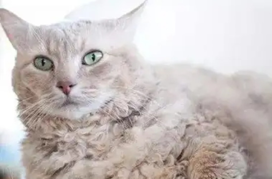 猫咪外驱怎么做 体外驱虫的时间需要掌握好!