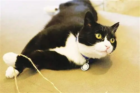 猫藓是什么 知道什么才是猫藓了吗