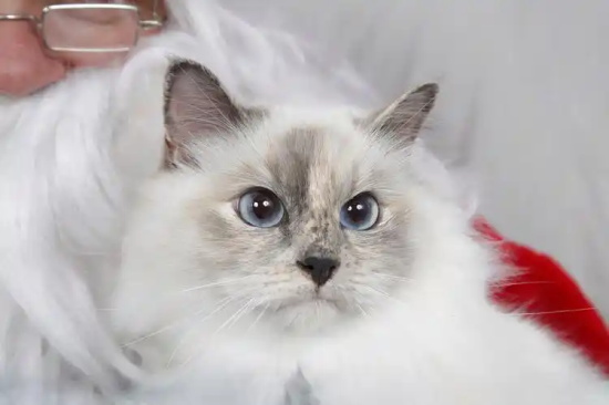 猫冬天剃毛会感冒吗 真的还会得抑郁症吗