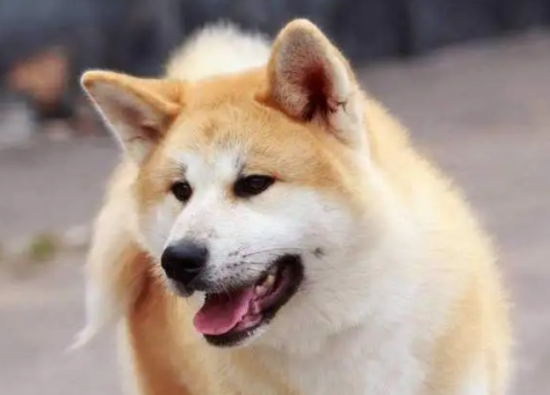 怎样训练秋田犬？