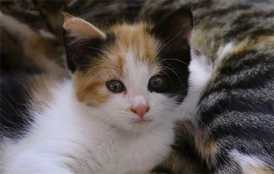 猫黄疸是什么原因引起的