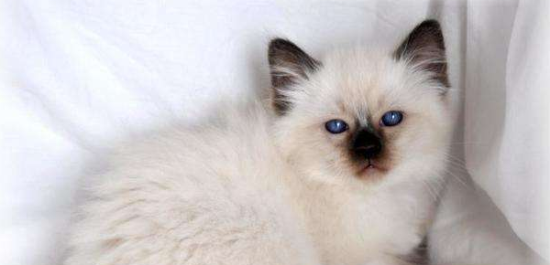 猫季节性抑郁症的表现