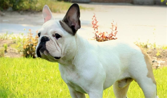 斗牛犬好养吗 养斗牛犬的要点