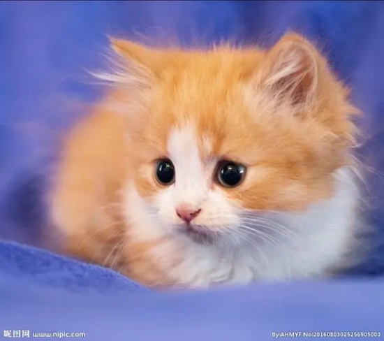 怎么判断猫咪是否怀孕？