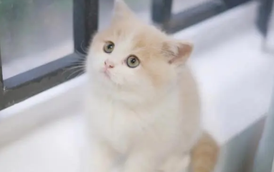 猫听到梳子声音会吐 可能是反射性癫痫