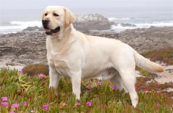 导盲犬价格 导盲犬多少钱一只