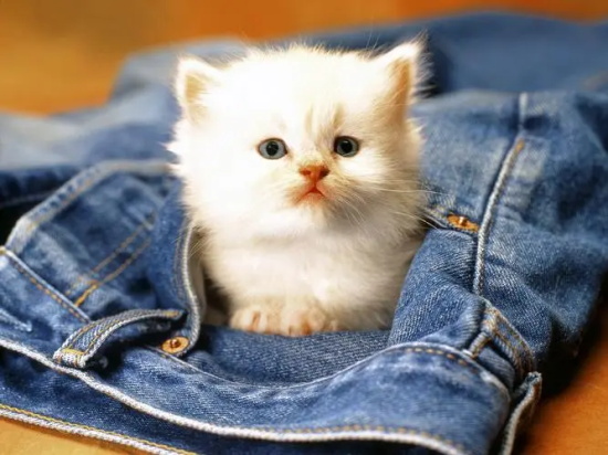 猫咪感冒打喷嚏是怎么了