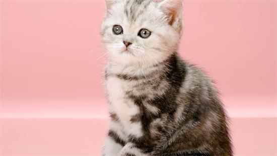 猫甲状腺亢进什么反应