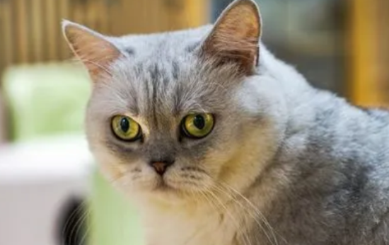 猫多大可以做绝育 最佳的绝育时间记住了吗？