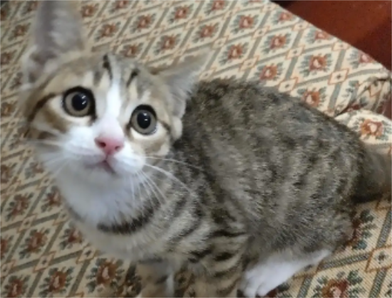 猫咪摔断脊椎 知道怎么处理了吗?