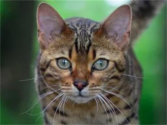 猫咪冻伤或体温过低的护理