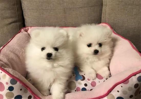 小型宠物犬品种大全 适合家养的狗
