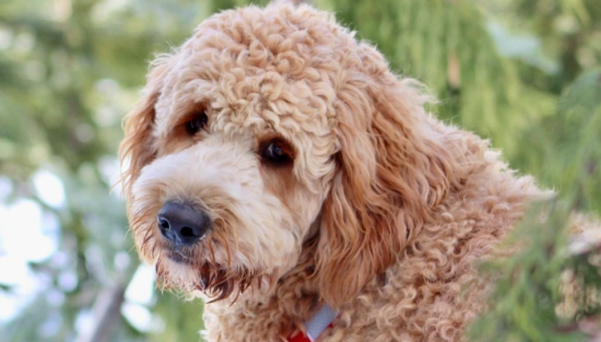 贵宾犬吃什么食物