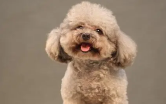一般贵宾犬要多少钱一只