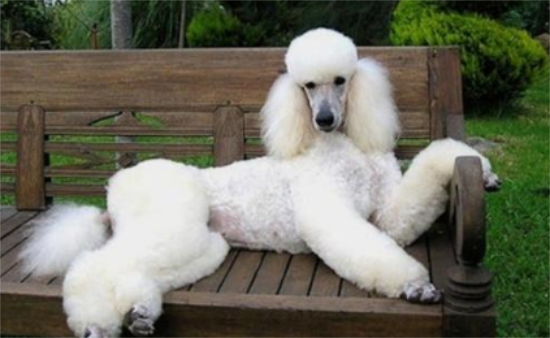 英国贵妇犬多少钱一只？