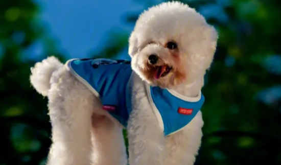 贵宾犬能长到多少斤