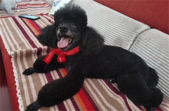 黑色贵宾犬多少钱一只