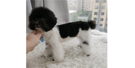 黑白花贵宾犬多少钱一只