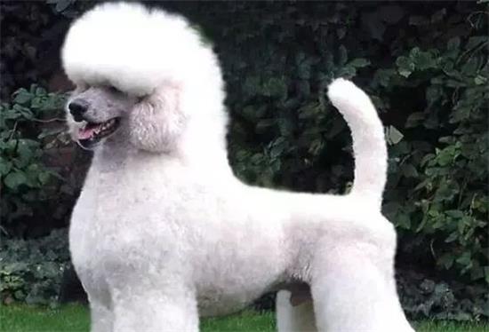 标准贵宾犬图片大全