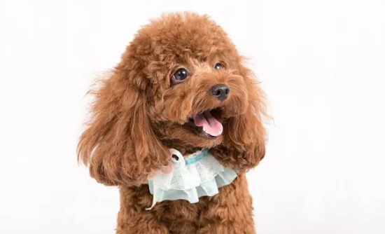 贵宾犬和泰迪的区别